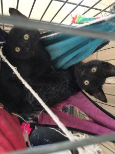 gatos para adoptar en malaga