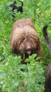 perra de agua para adoptar rincon de la victoria malaga