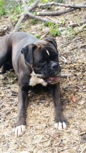 chata boxer para adoptar