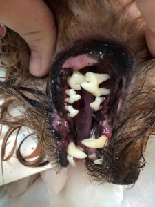 boca perro sana despues de limpieza