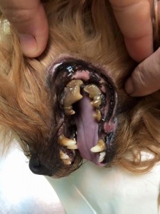 boca perro sarro necesita limpieza