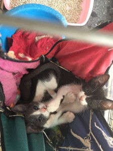 adopta gatos gratis malaga