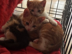 gatos-en-adopcion-en-rincon-don-animal