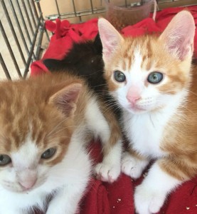 gatos-para-adoptar-animalcare-malaga
