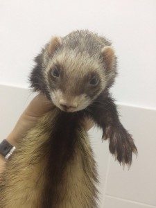 huron para adpotar en rincon de la victoria