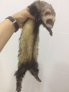 veterinario de hurones en malaga rincon de la victoria