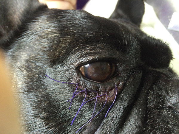 cirugia para animales en rincon de la victoria