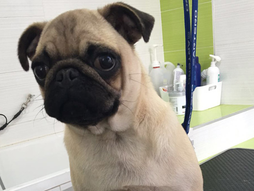 consulta veterinaria animal care rincon de la victoria