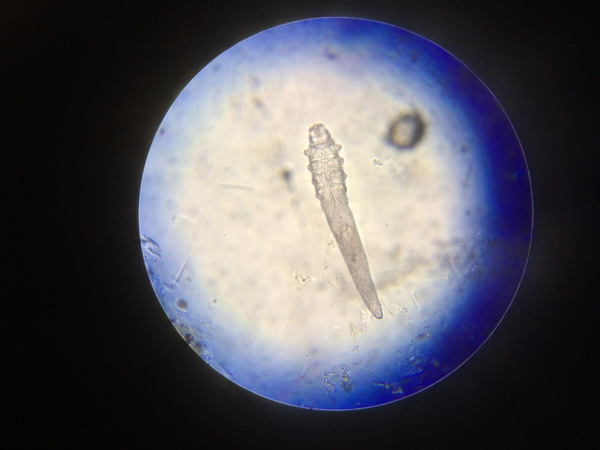 consulta veterinaria en rincon de la victoria malaga