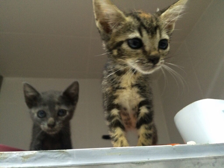 hospital veterinario en rincon de la victoria animal care