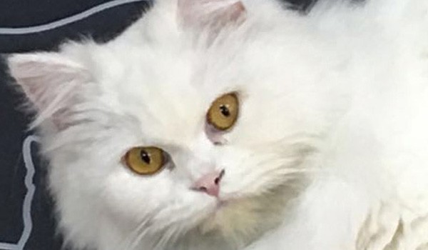 mia gata la mascota de clinca animalcare