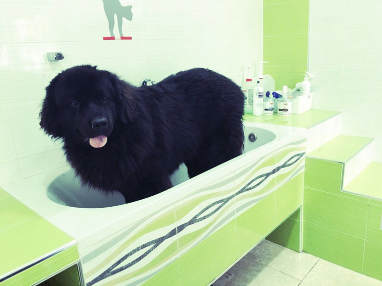 peluqueria canina y felina en rincon de la victoria y la cala del moral