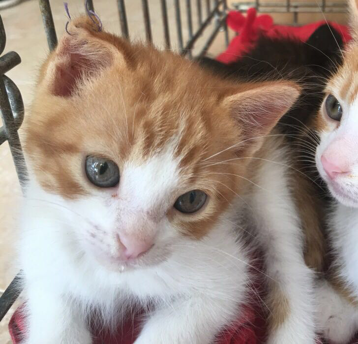 Gatitos en Adopción