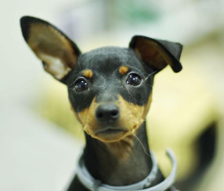 alma-pincher-de-isabel-de-animal-care-clinica-en-rincon-de-la-victoria