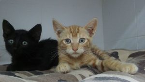 batman y robin gatitos para adoptar