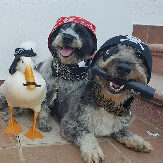 billy piru atun perros disfrazados de piratas