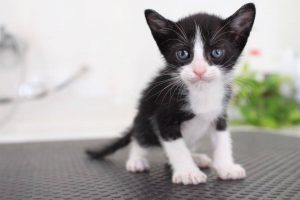 gatitos en adopcion en malaga