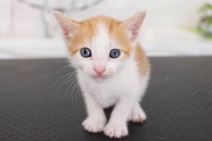 gatos en adopcion rincon de la victoria