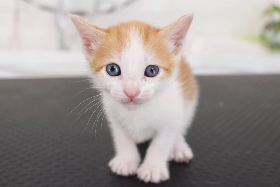 Gatitos para Adoptar Junio 2017 | Centro Veterinario Animalcare