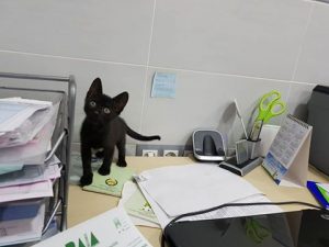 vampi gato para adoptar