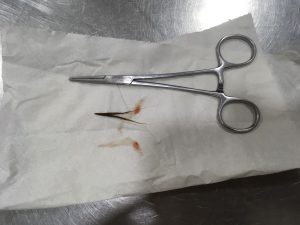 espiguilla extraida a un perro con anestesia