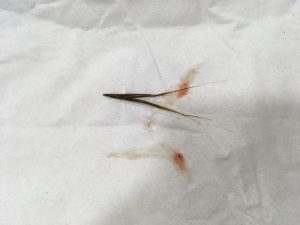 espiguilla extraida de traquea perro